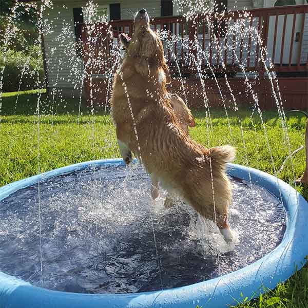 NobleClaws™ SplashPad  - The Ultimate Summer Cooling & Play Experience For Your Dog 💦