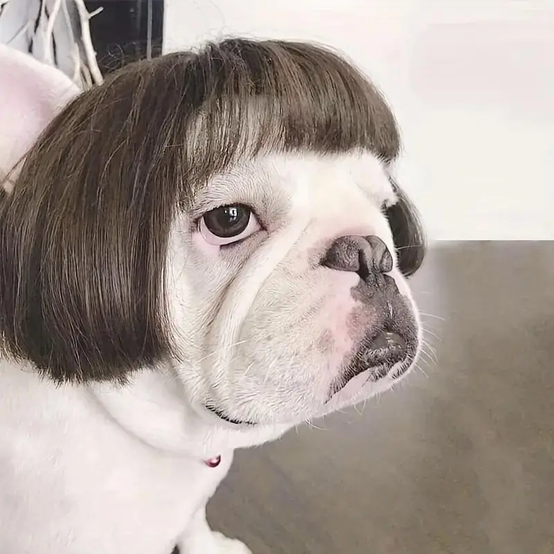 The "Regional Manager" Pet Wig
