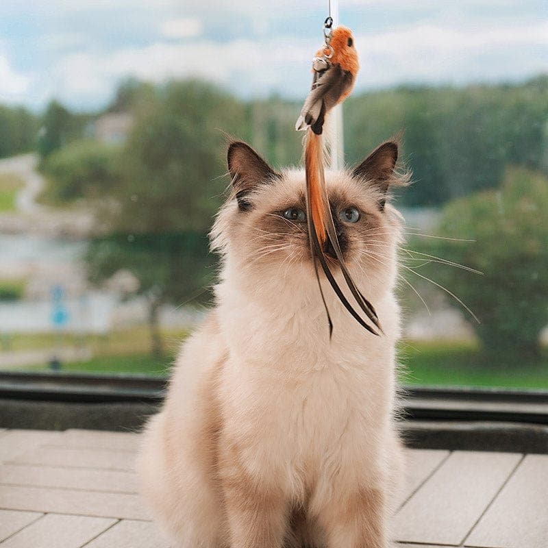 Interactive Bird Simulation Cat Toy